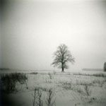 Photo Solitary Tree